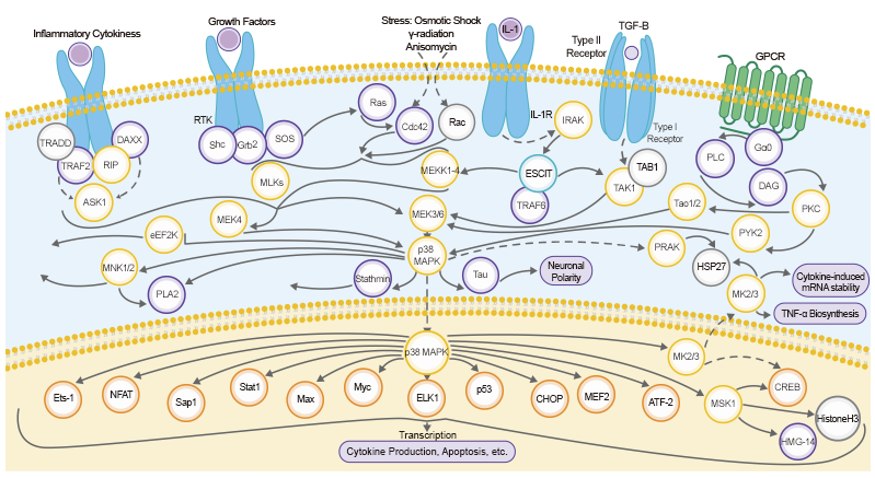 Exploring The P38-MAPK Signaling Pathway